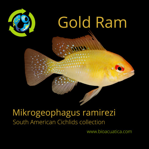 Beautiful gold ram - beautiful,
