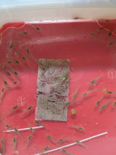 Crevette japonica amano - crevette,