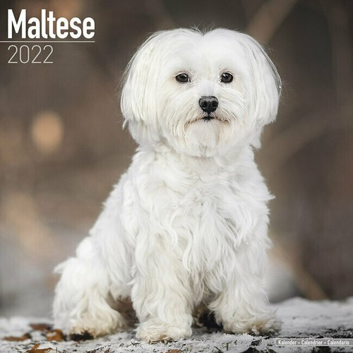 Calendrier 2022 bichon - calendrier,