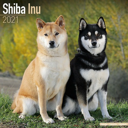 Calendrier 2021 shiba inu - calendrier,