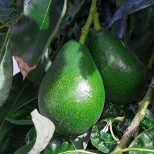 Persea americana 'Bacon' -