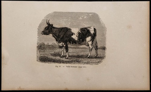 1860 vache bretonne - -,
