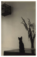 Hong Kong, Cat à l&#039;affut, Vintage Print, 1951 Photo taken by Henri Lesto