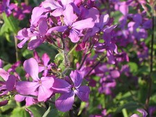 +50 GRAINES DE MONNAIE DU PAPE