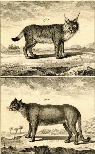 Folio cougar et lynx - -,