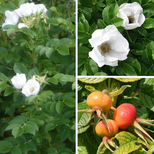 Rosa rugosa alba rosier - rosa, 'alba'