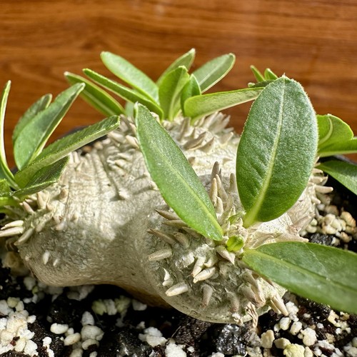 Pachypodium brevicaule - brevicaule, 4.0”