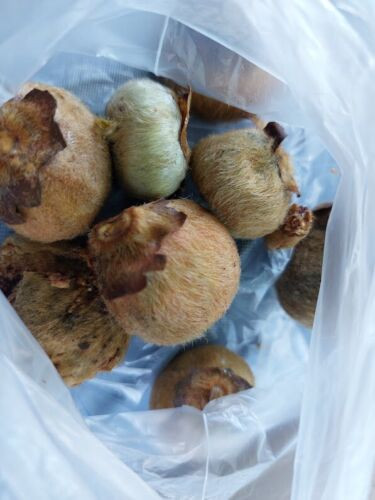 Loquat leaf fig nonko - -,