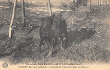 Old postcard 94 KENNIL DE LA VARENNE SAINT HILAIRE / DRIGNY AMATEUR BREEDER / COUPLE OF J