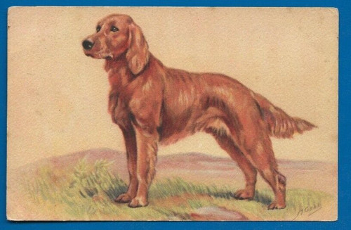 Chien setter irlandais a - chien,