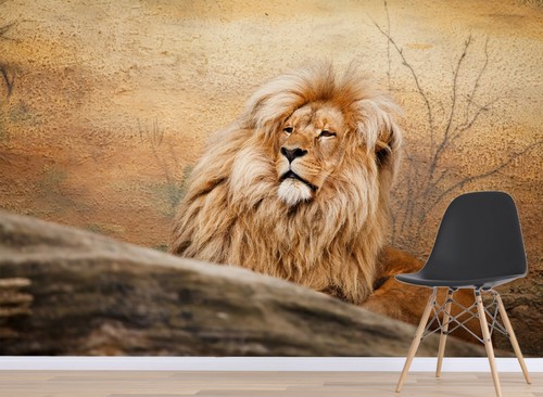Papier peint animal - , lion