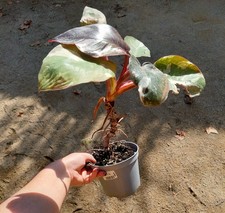 Philodendron ‘Pink Princess’ – Feuillage panaché rose et chocolat, plante rare