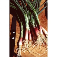 120 graines de ciboule rouge