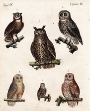Hiboux Uhu Hulotte Chouette