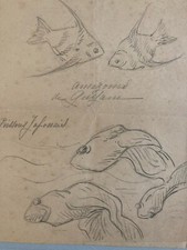 Beau Dessin Crayon Poisson