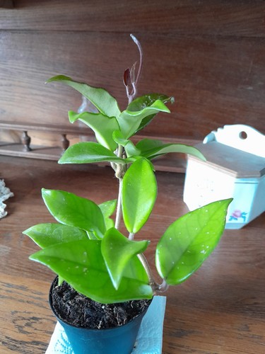 Bouture hoya carnosa dite - de,