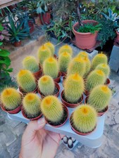 Cactus Parodia Leninghausii Plantes De 5 Cms #84