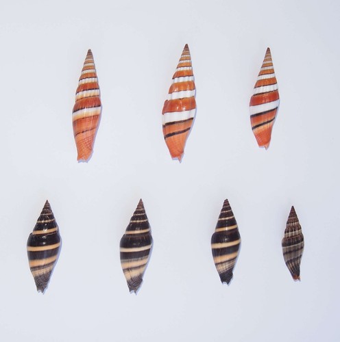 Lot costellariidae - lot, de
