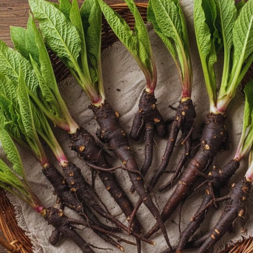 Comfrey roots plant - comfrey,