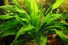 echinodorus bleheri   /  grisebachii plante aquarium facile