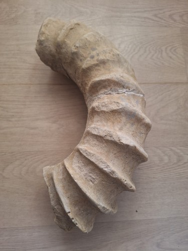 Gros fragment ammonite - fragment,