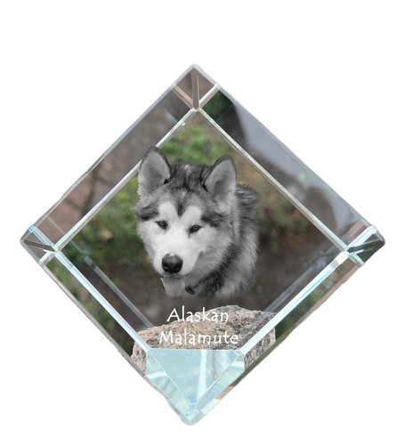 Malamute alaska cube en - d'alaska,