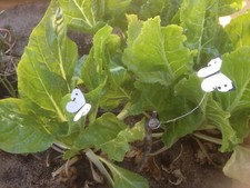 Cabbage White Butterfly Decoys-24 pack