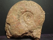 Ammonite Pseudogrammoceras