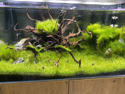Promo lot plantes aquarium - promo, 10