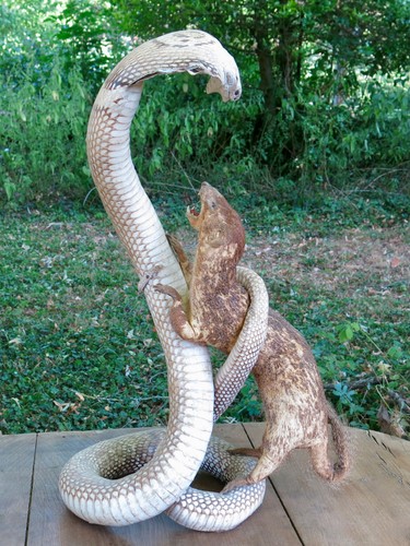 Combat taxidermie cobra - combat,, &