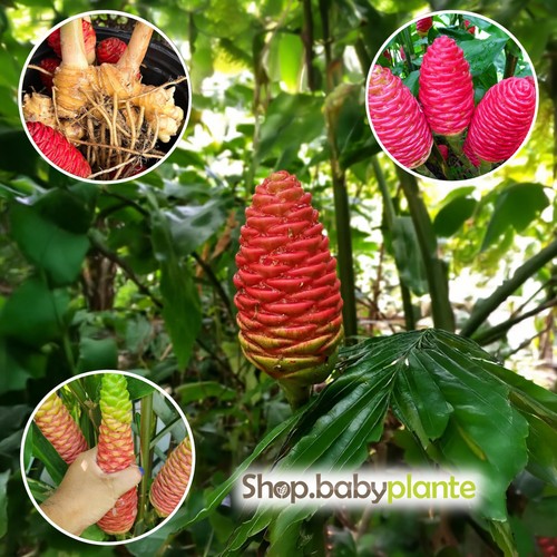 Plant racines nues gingembre - 1,