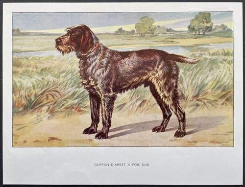 Griffon arrêt poil dur - griffon,