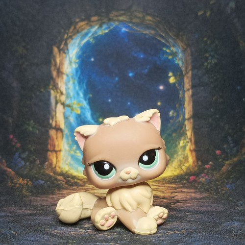 Chat persan 1063 littlest - persan, #1063