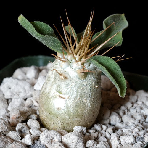 Pachypodium namaquanum 25 - -, 3.25"