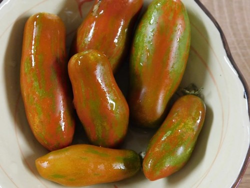 Olivette striée tomate - olivette, 5+