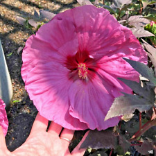20 DINNER PLATE HIBISCUS SEEEDS - Hibiscus moscheutos