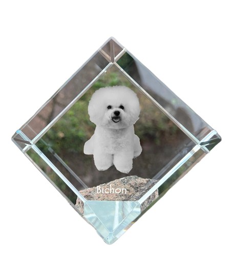 Collier bichon frise - bichon, frise,