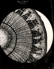 R. Dizier, scientific photography silver print 22x17.5 Circa 19