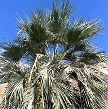 Brahea armata | Blue Hesper Palm | Mexican Blue Palm | SEEDS - Graines de Palmie
