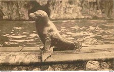 Carte Postale - Animaux - Zoo