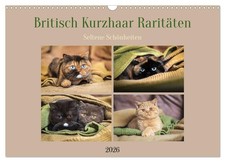 British shorthair raretés -