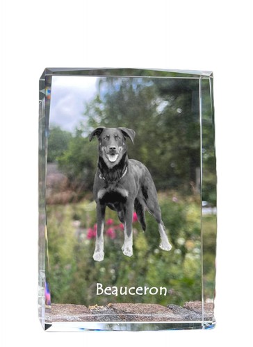 Beauceron cristal avec chien