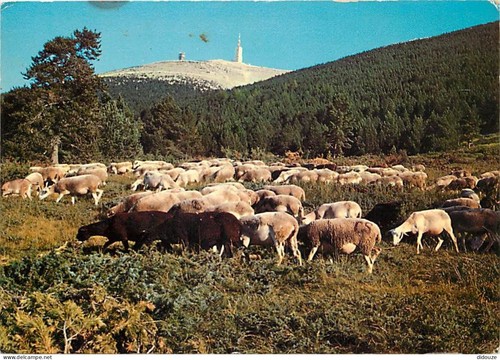 Carte postale animaux - -,
