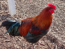 Fertile French Black Copper