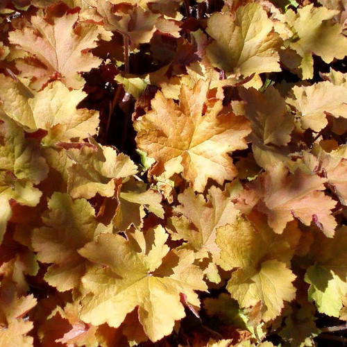 Heuchera ginger ale - 'ginger, ale'
