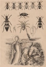 Mygale pionière (Trapdoor spider) avec son nid (its nest). Mylabris beetles 1834