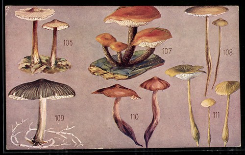 Carte postale champignons