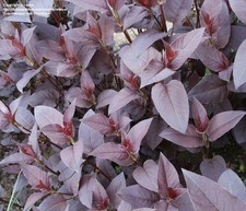 Lysimachia rouge ciliata