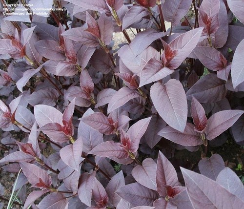 Lysimachia rouge ciliata