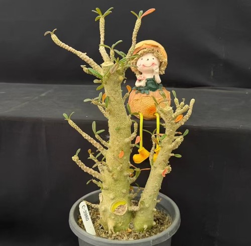 Rare cacti plant dorstenia - rare,